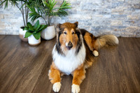 bhostphoto_031