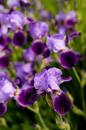 bhostphoto_068
