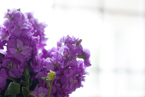 bhostphoto_055