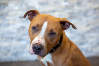 bhostphoto_010