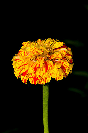 bhostphoto_131