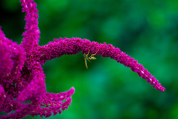 bhostphoto_054