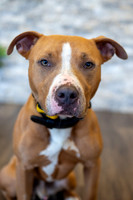 bhostphoto_015