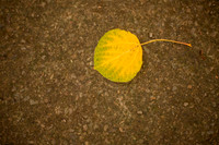 bhostphoto_011