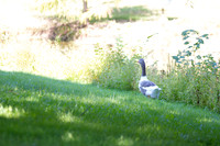 bhostphoto_010