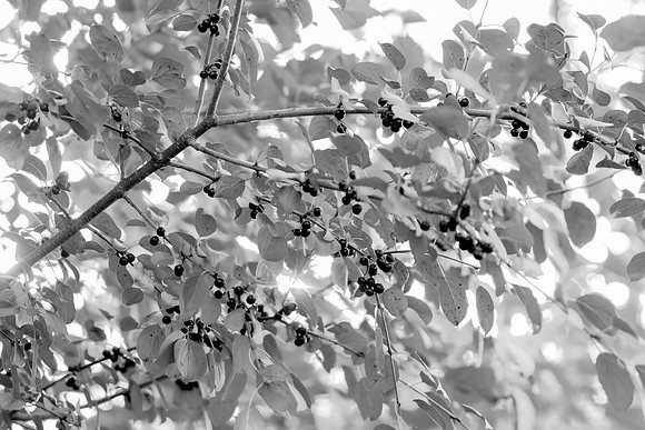 bhostphoto_311_bw