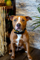 bhostphoto_006