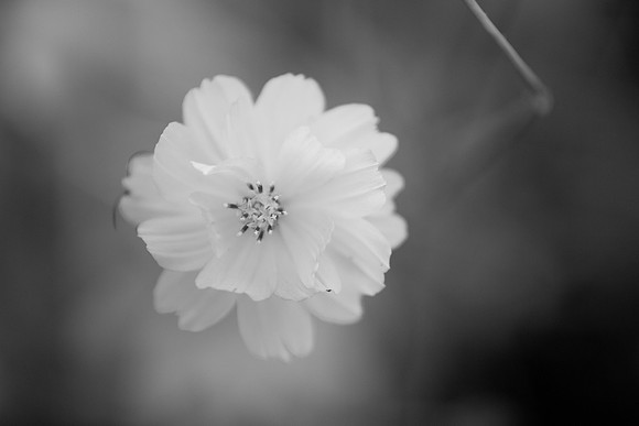 bhostphoto_196_bw