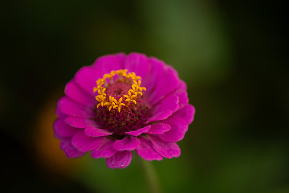 bhostphoto_197