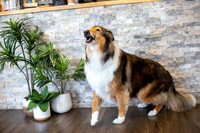 bhostphoto_035