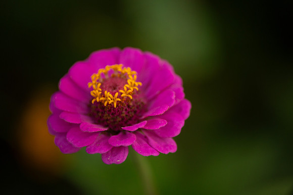bhostphoto_198