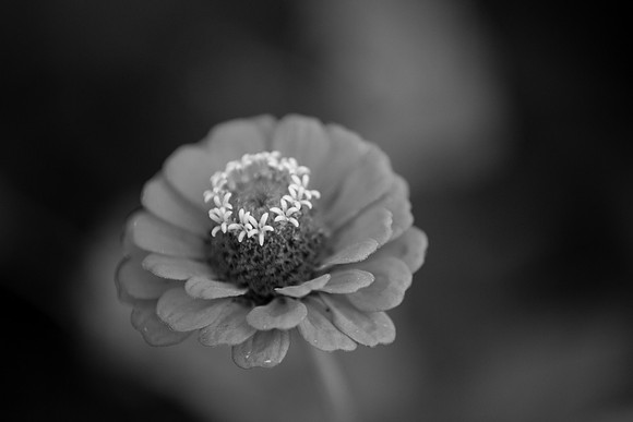 bhostphoto_197_bw