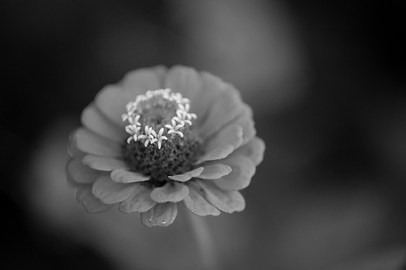 bhostphoto_198_bw