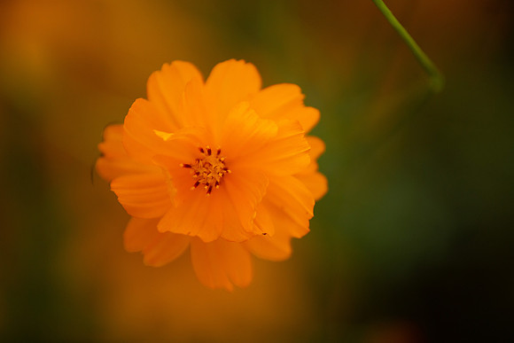 bhostphoto_196
