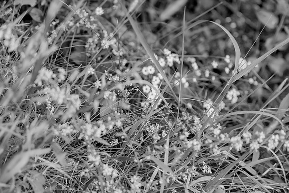 bhostphoto_319_bw