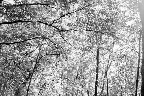 bhostphoto_295_bw