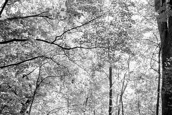 bhostphoto_294_bw