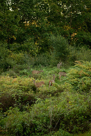 bhostphoto_028