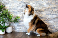 bhostphoto_034