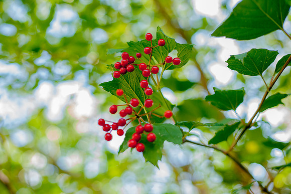 bhostphoto_297