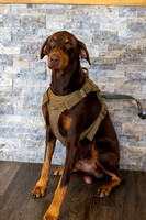 bhostphoto_081