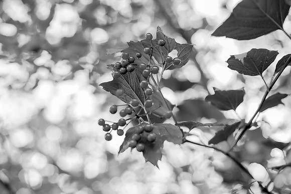 bhostphoto_297_bw