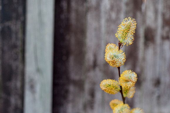 bhostphoto_058
