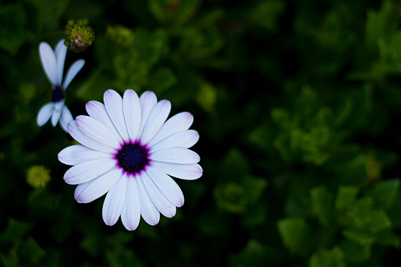 bhostphoto_056