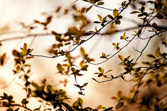 bhostphoto_103