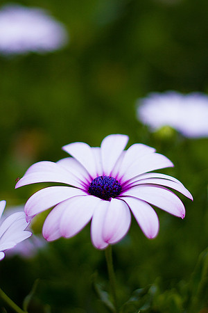bhostphoto_055