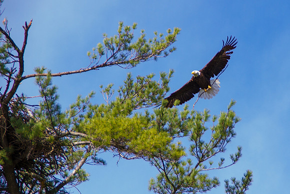 bhostphoto_035