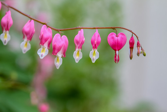 bhostphoto_006