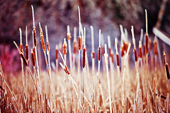 bhostphoto_088