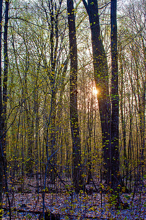 bhostphoto_100