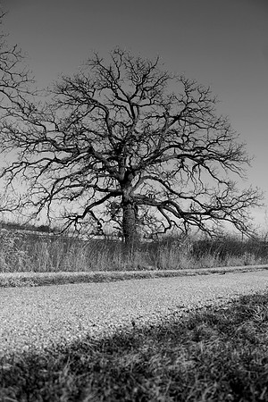 bhostphoto_030