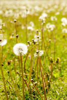 bhostphoto_019