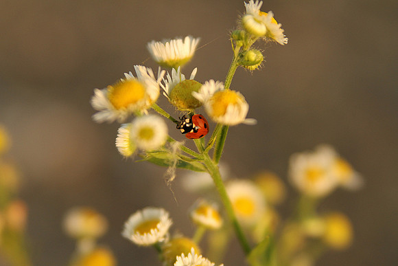 bhostphoto_118