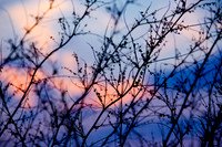bhostphoto_001-2