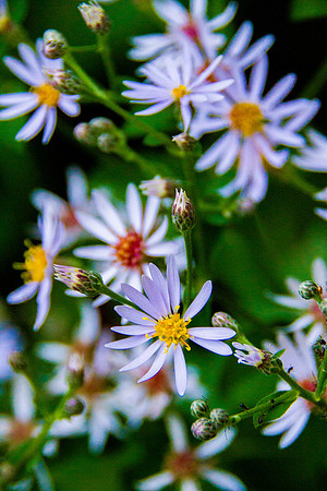 bhostphoto_045