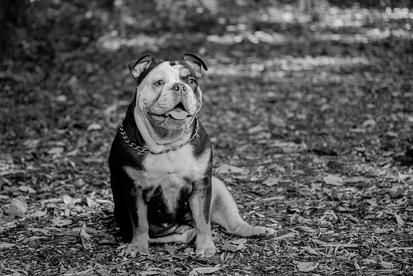 bhostphoto_080_bw