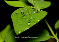 bhostphoto_012