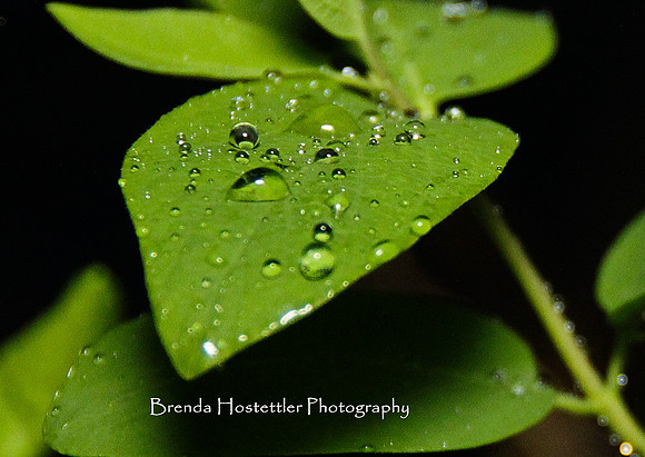 bhostphoto_012