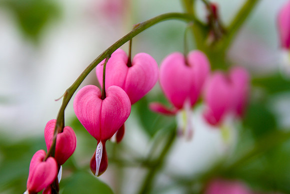 bhostphoto_122