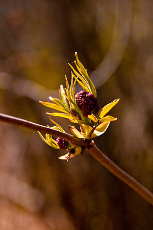 bhostphoto_080