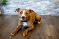 bhostphoto_012