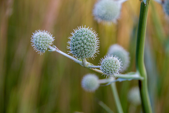 bhostphoto_032