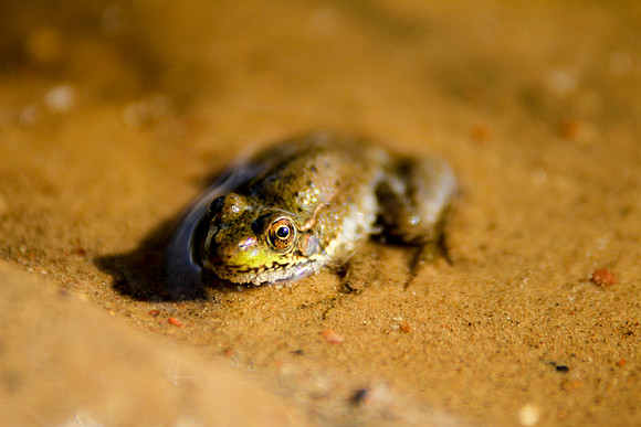 bhostphoto_108