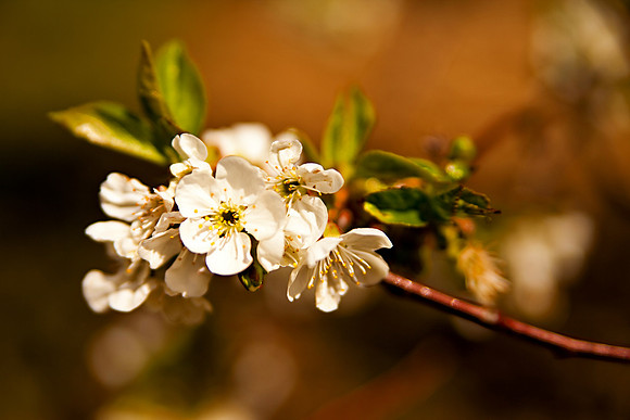 bhostphoto_075