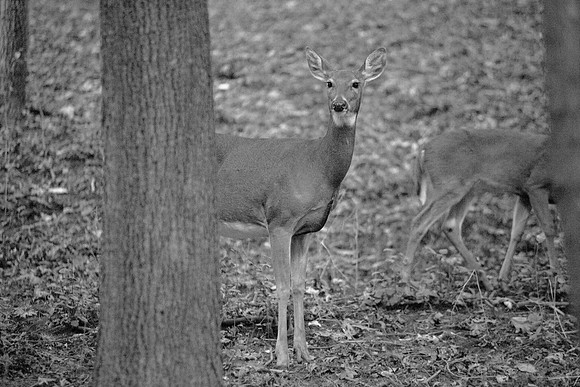 bhostphoto_076_BW