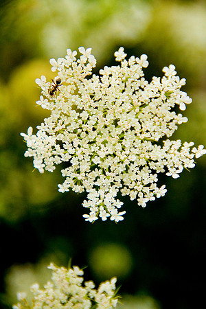 bhostphoto_115